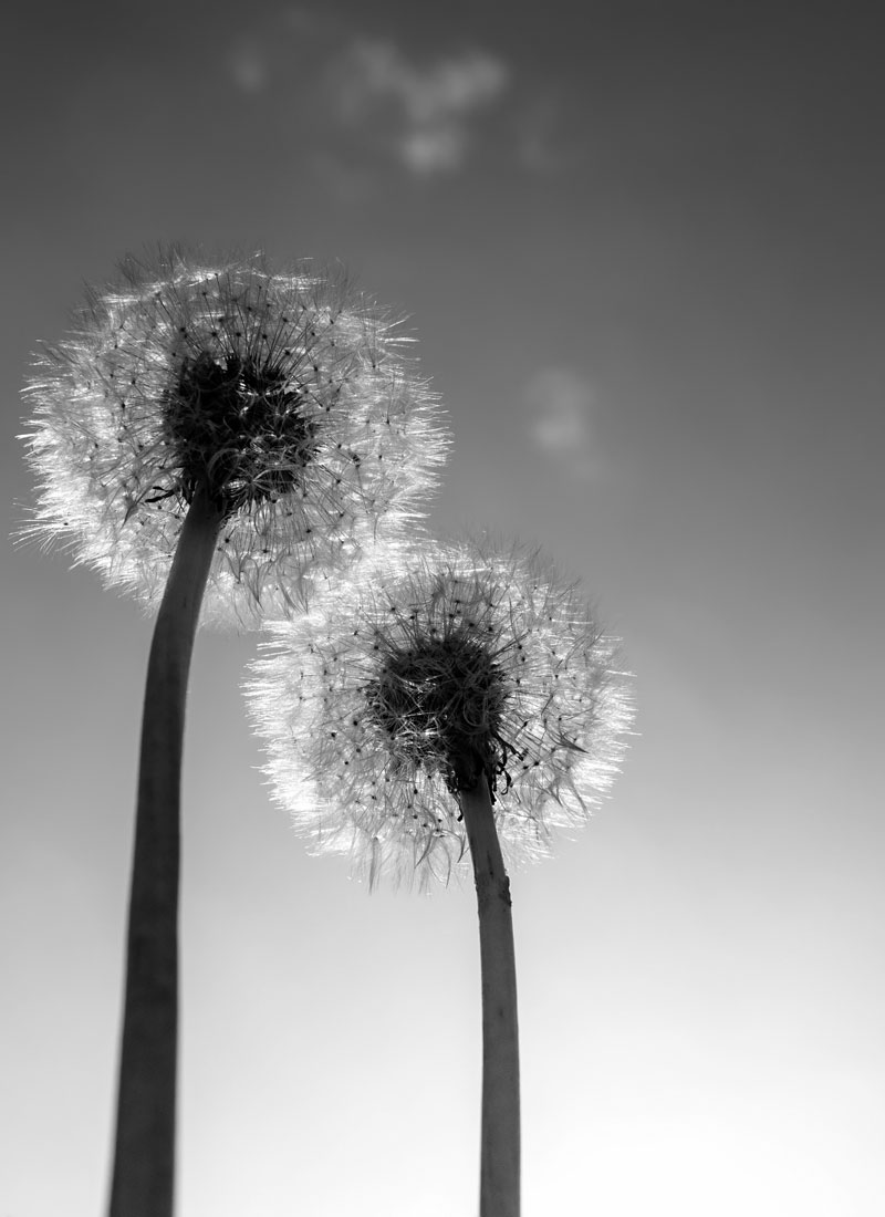 Familieberichten afbeelding Paardebloem